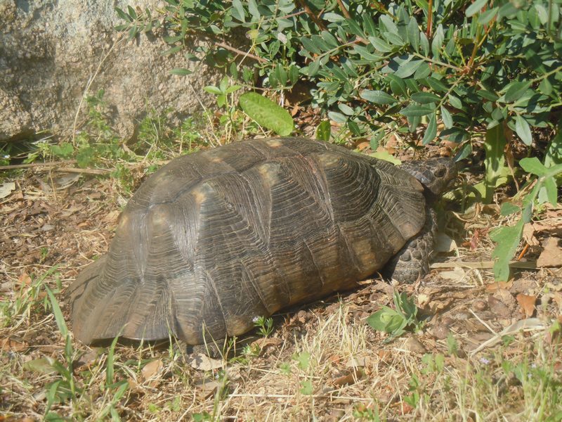 Testudo marginata..